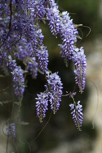 Close-up of purple flowering plants