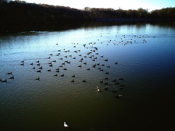 Flock of birds flying over lake against sky