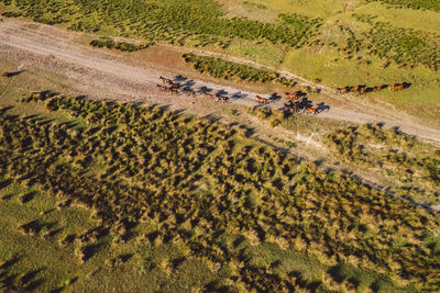 High angle view of horses running on a field