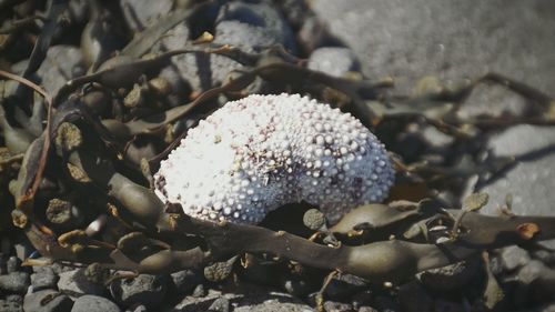 Close-up of fungus on tree trunk