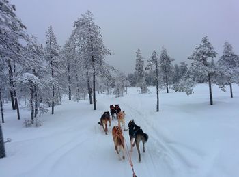 Dog on snow covered landscape