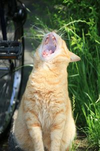 Close-up of cat yawning