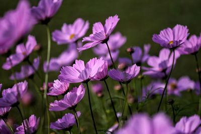 Close-up of purple flowering plants on field