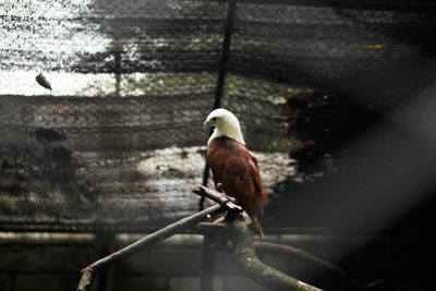 Bird perching on metal in cage at zoo