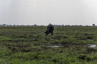 Horse in a field