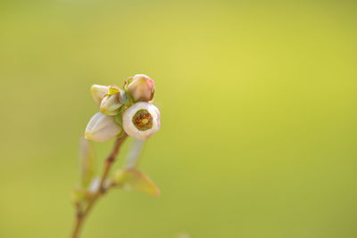 Close-up of blueberry blossom