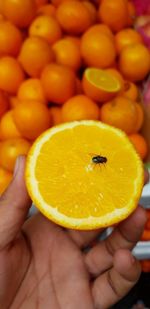 Close-up of hand holding orange with fly