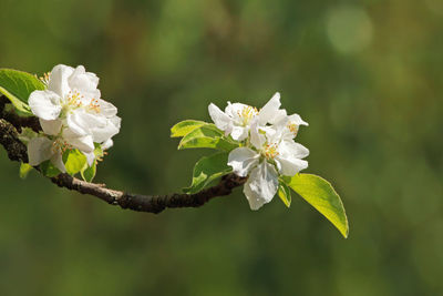 Close-up of white cherry blossom plant