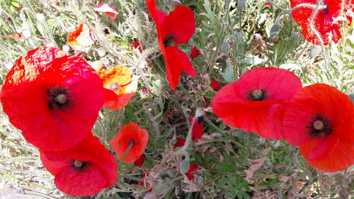 Close-up of red poppy flowers blooming on field