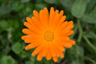 Close-up of orange flower blooming outdoors