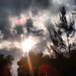 Low angle view of trees against cloudy sky