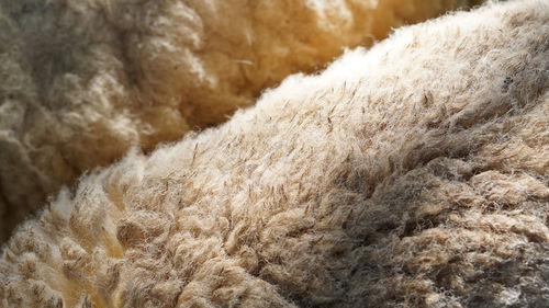 Full frame shot of an animal sheep wool fur texture