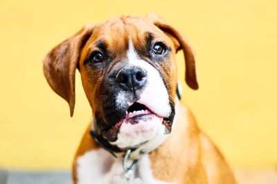 Close-up portrait of a dog