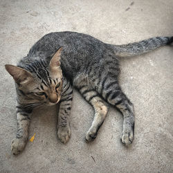 High angle view of cat resting