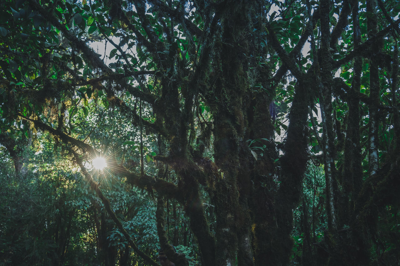 SUNLIGHT STREAMING THROUGH TREES