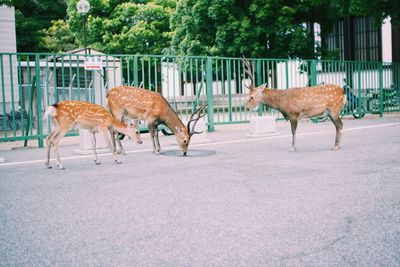 Deer standing in the road