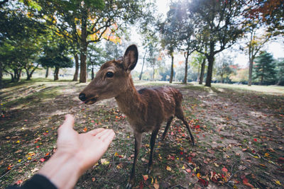 Close-up of hand feeding deer