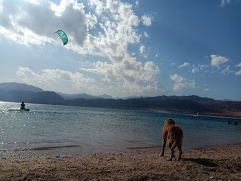 A dog scenic view of sea against sky