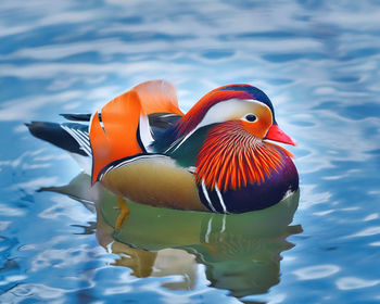 Close-up of duck swimming in lake