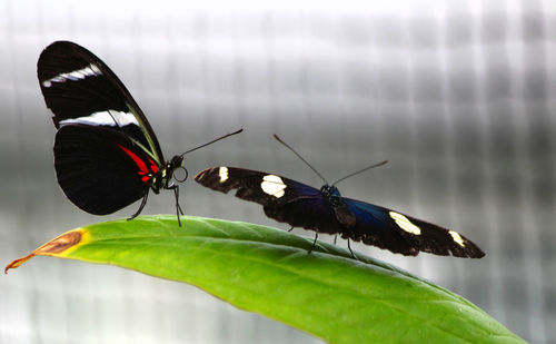 Close-up of butterfly perching on leaf