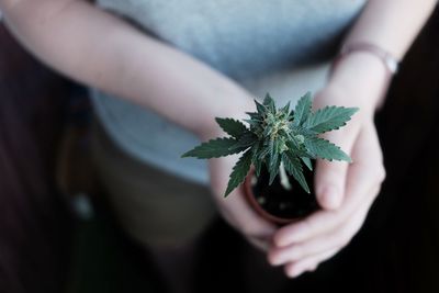 Close-up of woman holding plant