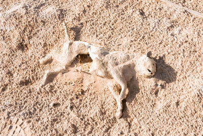 High angle view of dead animal in desert