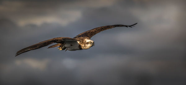 Bird in flight