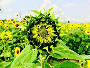 Close-up of flowers growing on field against sky