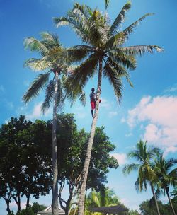 Low angle view of palm trees against sky