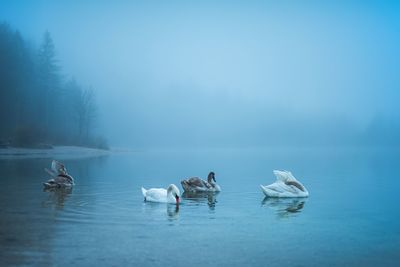 High angle view of swans swimming in lake