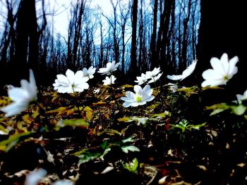 Close-up of white flowering plants on field