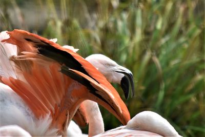 Close-up of a flamingo