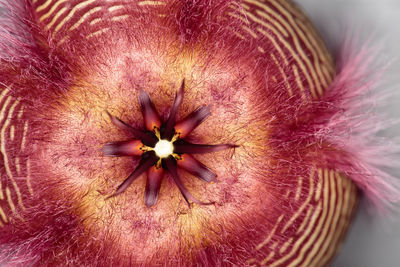 Macro shot of flower