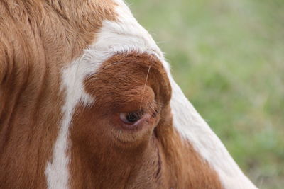 Close-up of horse