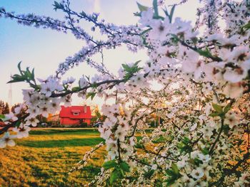 Cherry blossom tree by building against sky