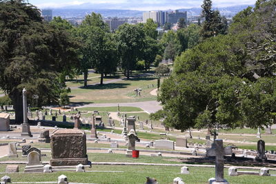 Trees in park