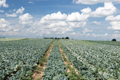 Cabbage field