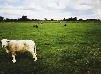 Cows grazing on field against sky