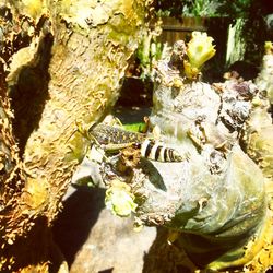 Close-up of plants growing on tree trunk