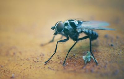 Close-up of fly