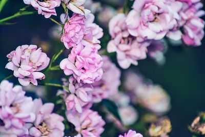 Close-up of pink flowers