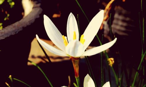 Close-up of white flowers