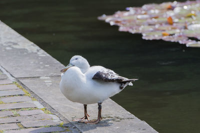 Close-up of bird perching at lake