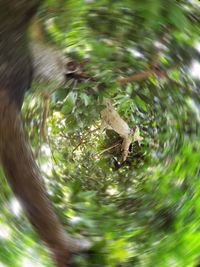 Close-up of lizard on tree