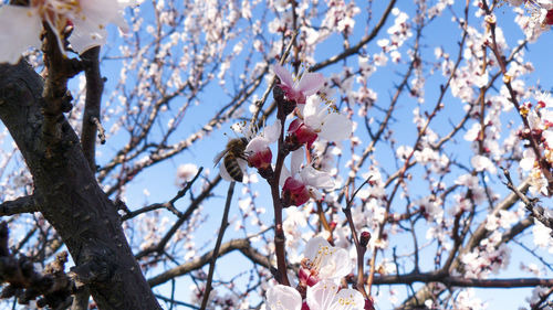 Low angle view of cherry blossoms against sky