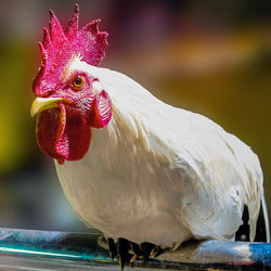 Close-up of rooster