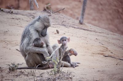 Close-up of monkey sitting on stone wall