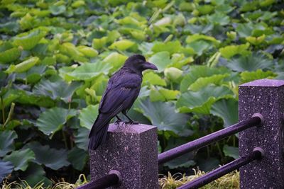 Raven corvus corax bird common beautiful  perched crow traditional japanese garden tokyo japan asia
