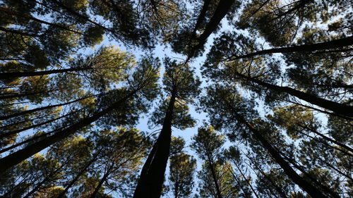 Low angle view of trees