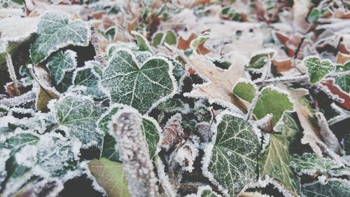 Close-up of frozen plants during winter